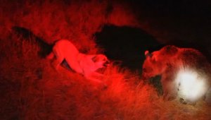 Maskot ayılarıyla köpeğin kavgası kamerada