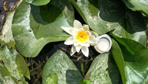 Nilüfer çiçekleri kirlilikle boğuşuyor: Koparmanın cezası 73 bin lira