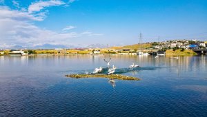 Pelikanların göç yolculuğu