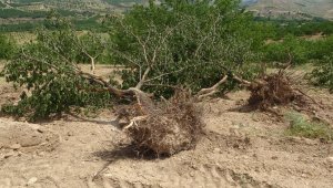 "Emeğim çok" deyip onlarca kayısı ağacını kökünden söktü