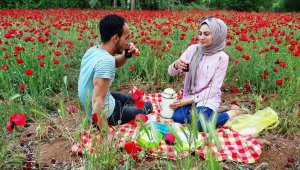 Tarlada açan gelincikler görsel şölen oluşturdu