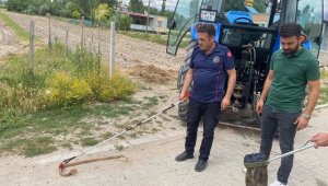 Traktöre giren 1,5 metrelik yılan paniğe neden oldu