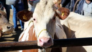 Türkiye'nin en büyük canlı hayvan pazarında kurban telaşı