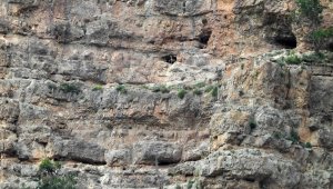 Yavru dağ keçilerinin sarp kayalıklardaki tehlikeli oyunları kameralara yansıdı