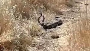Yılanların dansı kameraya yansıdı