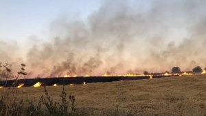 130 dönüm ekili bezelye ile 40 dönüm buğday alev alev yandı
