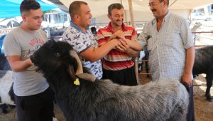 187 kiloluk "Paşa" kurban pazarının gözdesi oldu