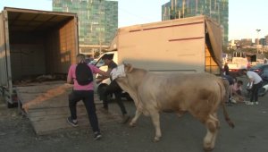 Arife günü kurbanlıklar araçlara yüklenerek götürülüyor