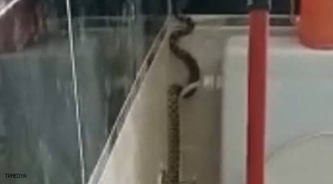 Banyoda 2 metrelik yılanla karşılaştı!