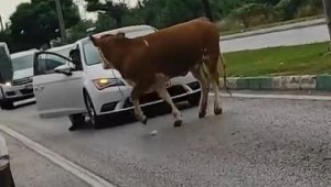 Bursa'da kaçan kurbanlıklar trafiği birbirine kattı