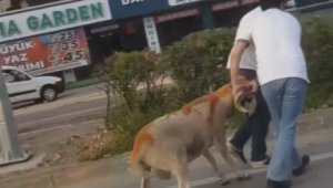 Bursa'da kaçan kurbanlıklar vatandaşlara zor anlar yaşattı