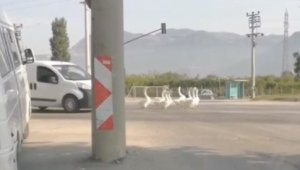 Bursa'da yola çıkan kazlar nedeniyle şehirlerarası yolda trafik durdu