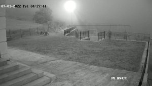 Çilek hırsızı ayılar kameralara yakalandı