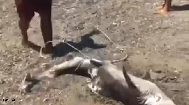Denizlerin çöpçüsü olarak bilinen 1,5 metrelik boz camgöz köpek balığı kıyıya vurdu