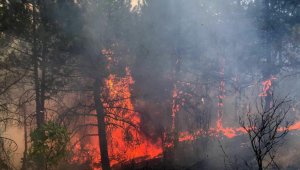 Edirne'de orman yangını başladı, müdahale ediliyor