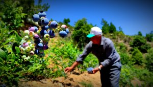Kilosu 100 lira olan dalındaki meyvelerini bomba ve kuş sesleriyle koruyor