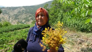 Köylünün "yarım doktor" dediği "sarı kantaronda" hasat başladı