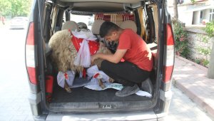 Nişanlıya süslü koç hediyesi