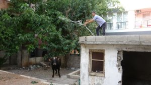 Sahibinin elinden kaçan kurbanlık dana vatandaşlara zor anlar yaşattı