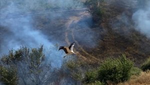 Yangından kaçmaya çalışan leylek böyle fotoğraflandı