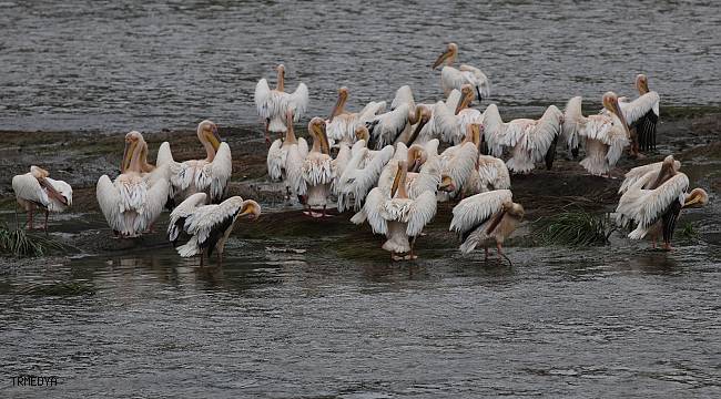 Yeşilırmak'ın sevimli misafirleri: Pelikan sürüsü ilk kez görüldü