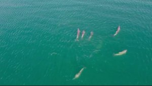 Yunuslardan Gemlik Körfezi'nde görsel şölen