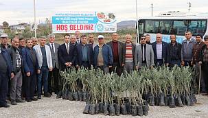Manisa'da 72 bin 700 zeytin fidanı dağıtılacak