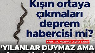 Tunceli'de kar üstünde görüntülenen yılanlar korkuttu... Kışın ortaya çıkan yılanlar deprem habercisi mi?